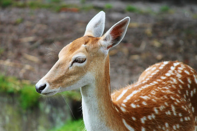How to repel or deter Deer from your garden and flower beds.