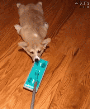 Funny animal gifs - part 239, best animal gif, best funny gif