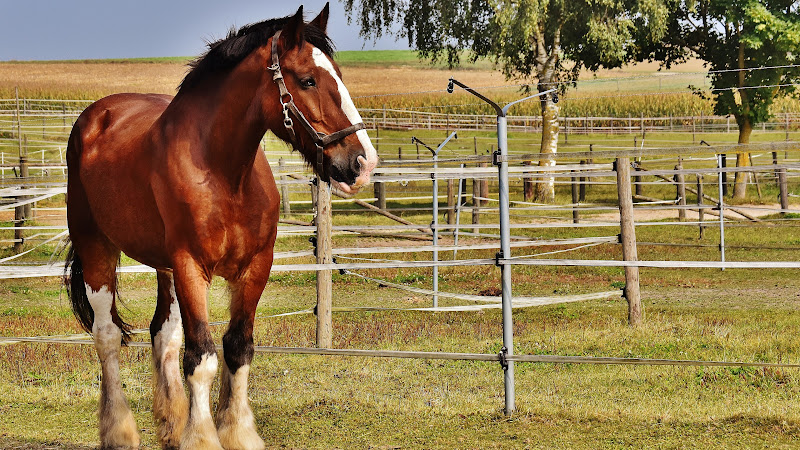 Shire Horse