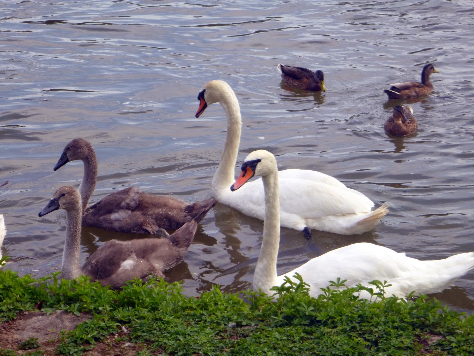 Cattail Cruisers Travel Adventures Cochem, Germany
