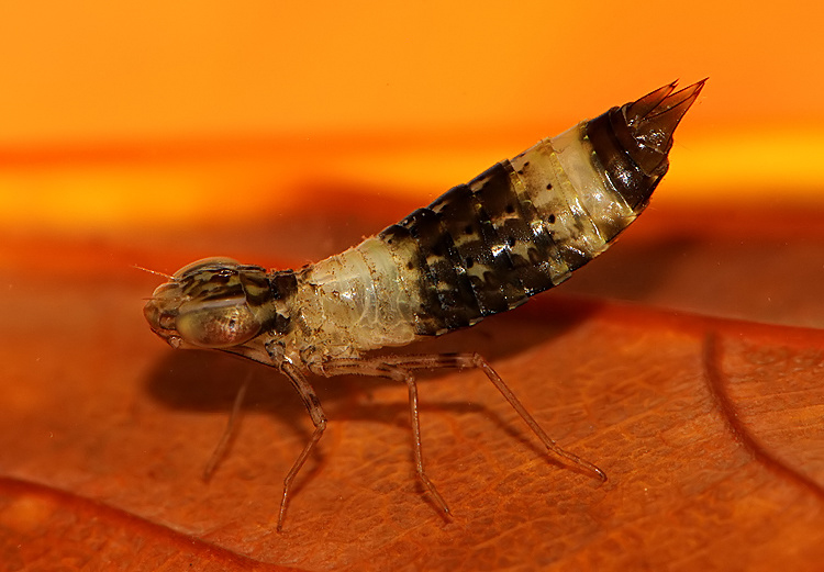 Kent Dragonflies 'Striped' Emperor Dragonfly Nymph