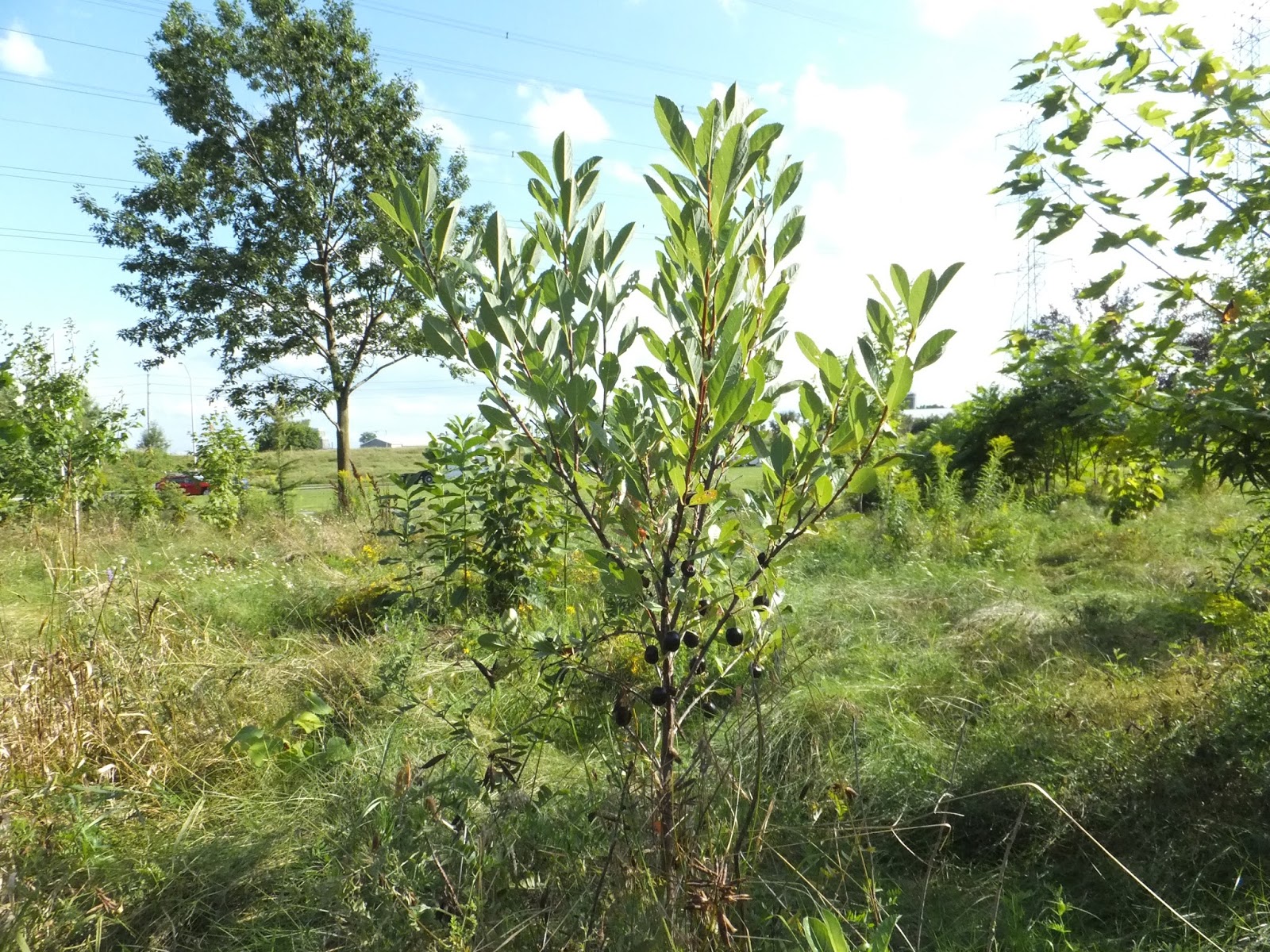 Roadside Field Notes Sand Cherries