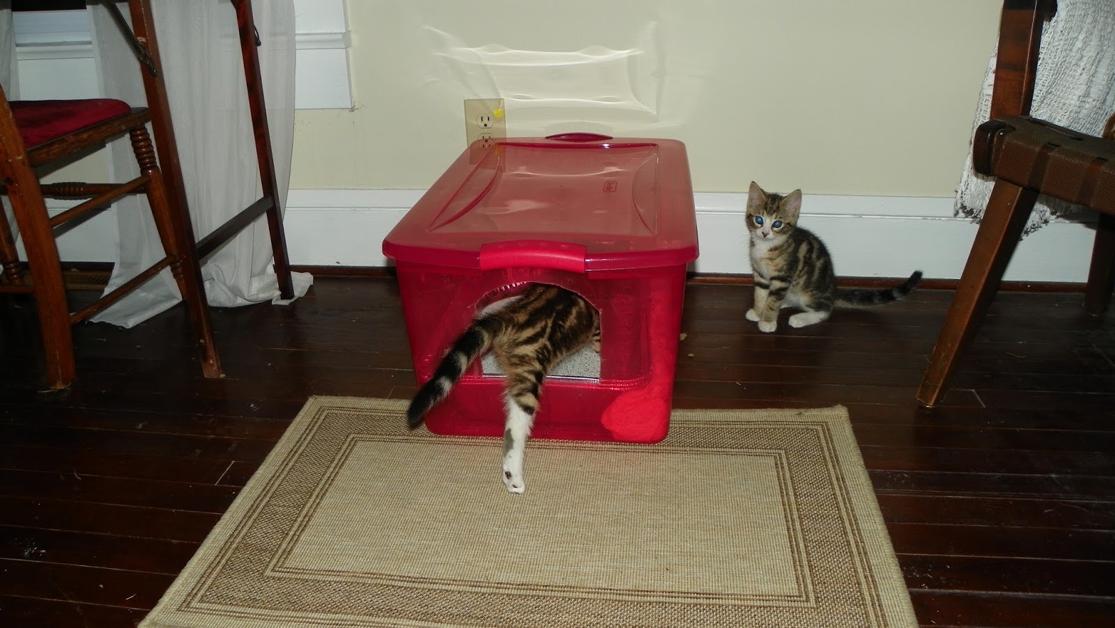 Homemade Sifting Litter Box Simple Sifting Litter Boxes litter