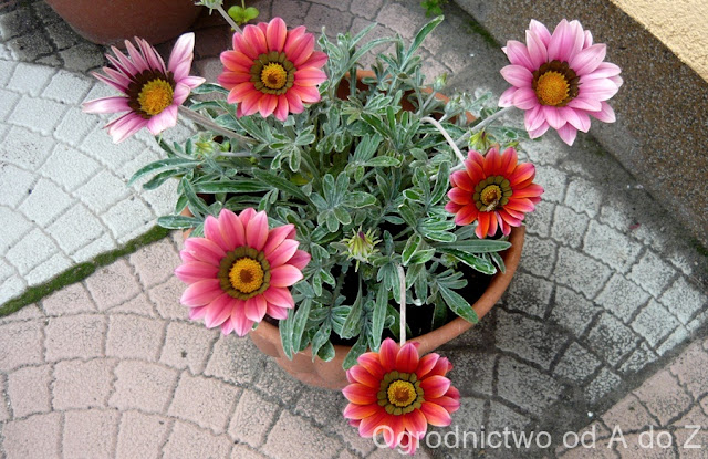 Gazania Gazania x hybrida