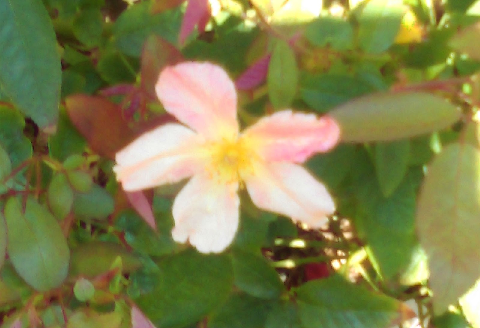 EarthKind Roses An Introduction