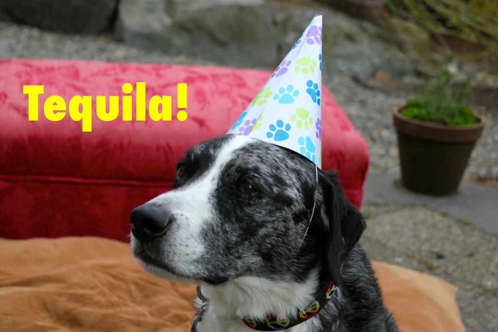 DOG PARTY! happy birthday blue dog homemade meme