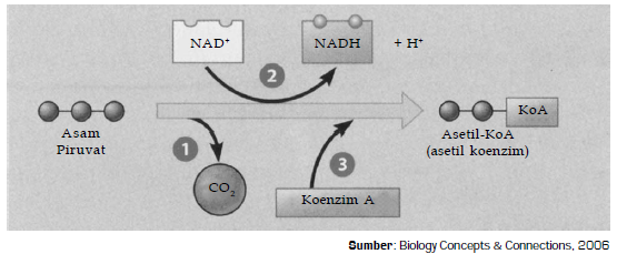 Bagaimana tahap-tahap terjadinya dekarboksilasi oksidatif asam piruvat