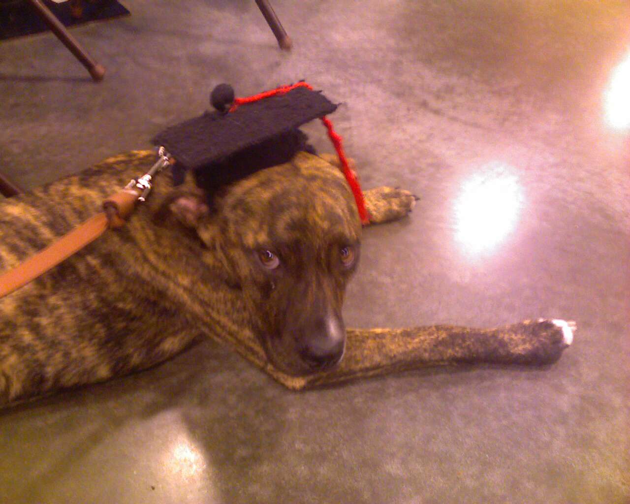 dobby-a-puppy-with-a-purpose
