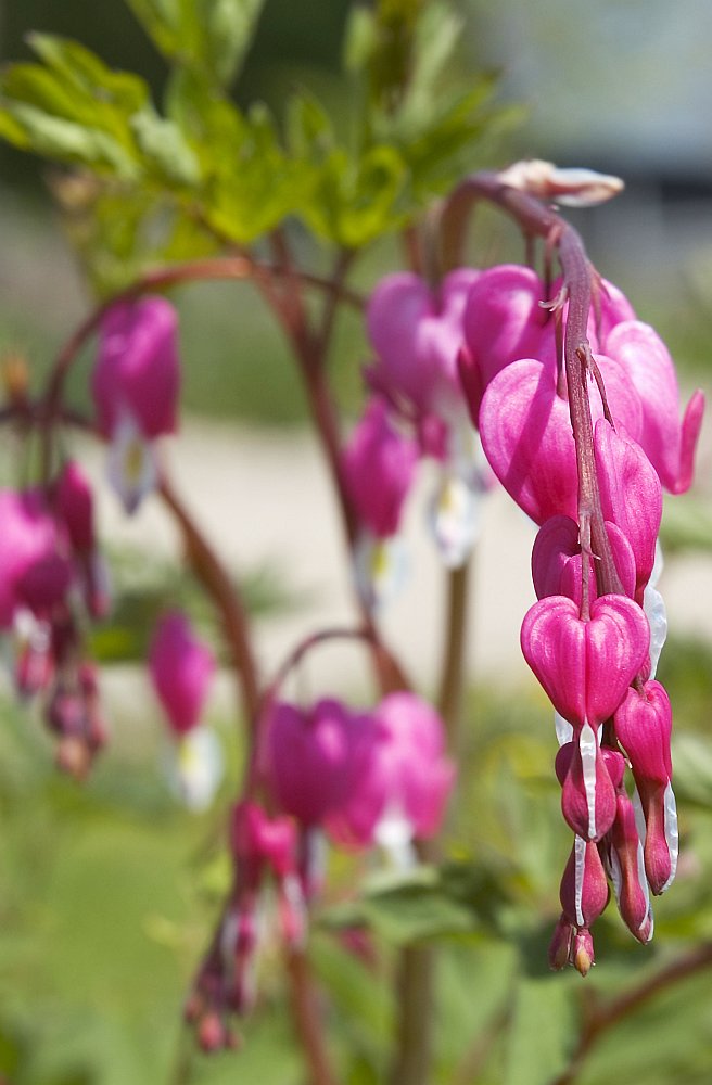 Delicate and graceful, a spring blooming bleeding heart plant.