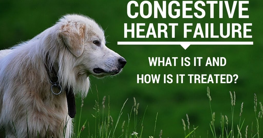 Canine Congestive Heart Failure What Is It and How Is It Treated?