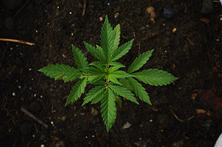 weed,marijuana,cannabis