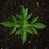 All You Need To Know About Marijuana,Bong and Hookah