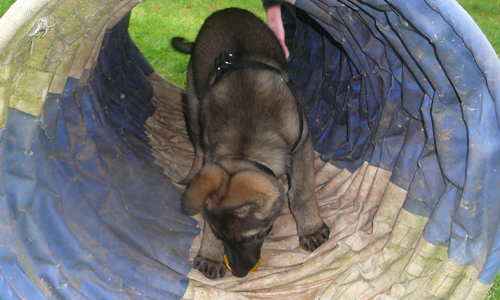 German Shepherd puppy stopped in a training collapsible tunnel, head down biting a yellow toy