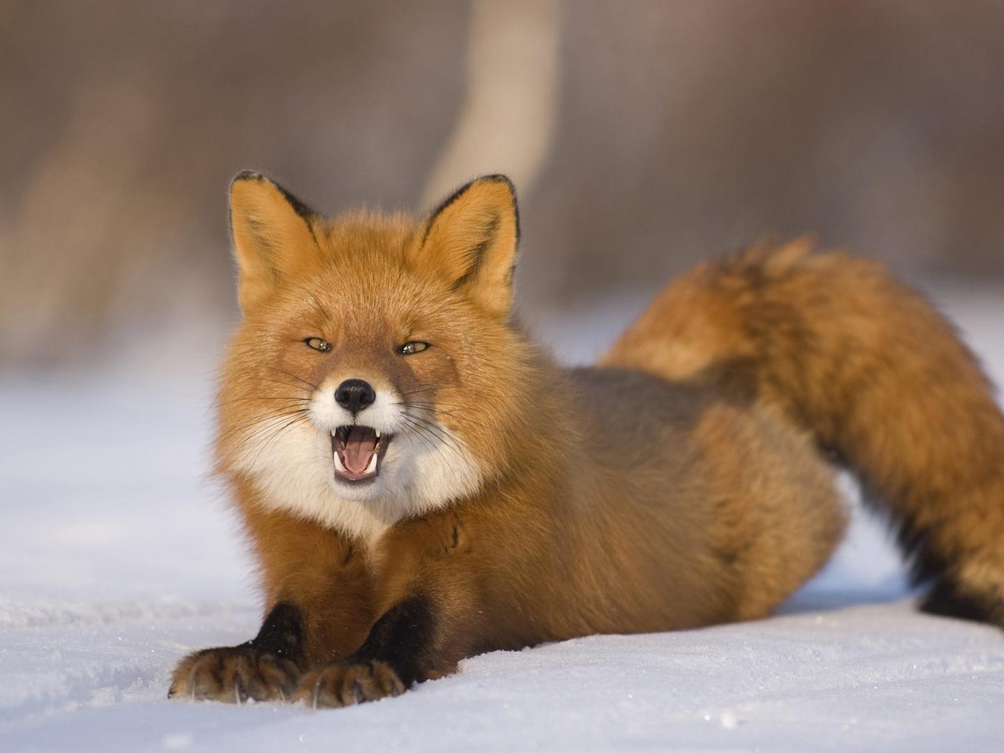 Red Fox | The Life of Animals