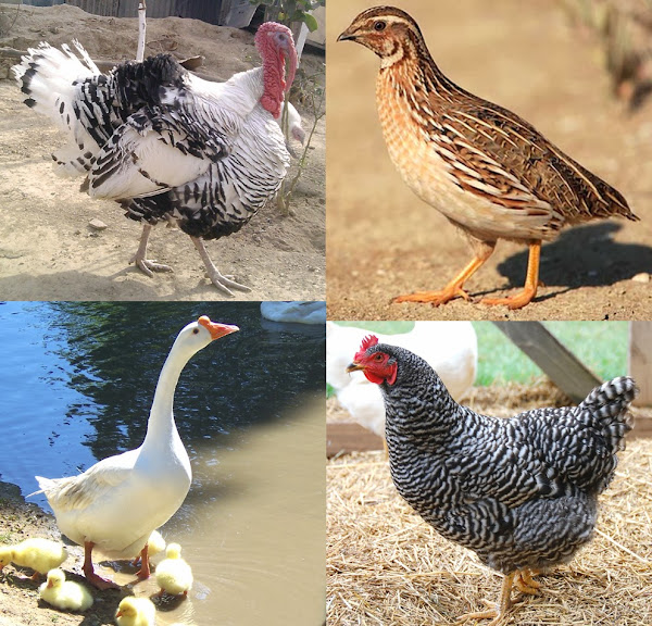 domestic birds, various types of domestic birds, poultry birds, importance of domestic bird