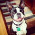 Boston Terrier Dies In Crate, Dog Owner Wishes To Share Warning To Others