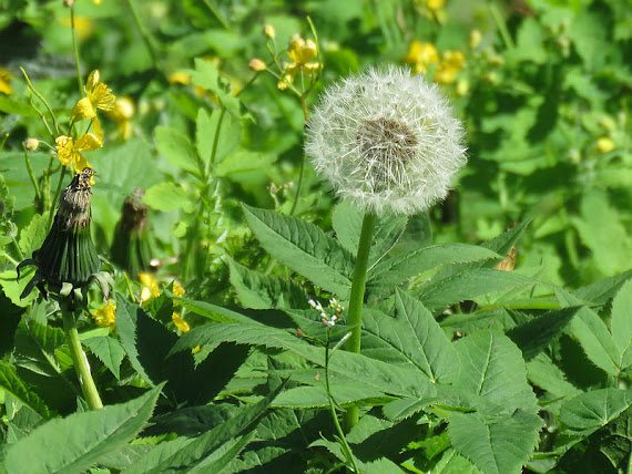 Mniszek lekarski (Taraxacum officinale F.H. Wiggers coll., właśc. Taraxacum sect. Taraxacum) mniszek lekarski