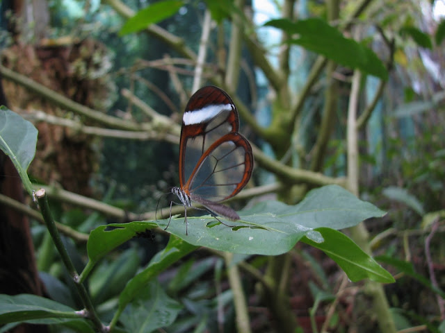 Glasswing Butterfly Glasswing Butterfly