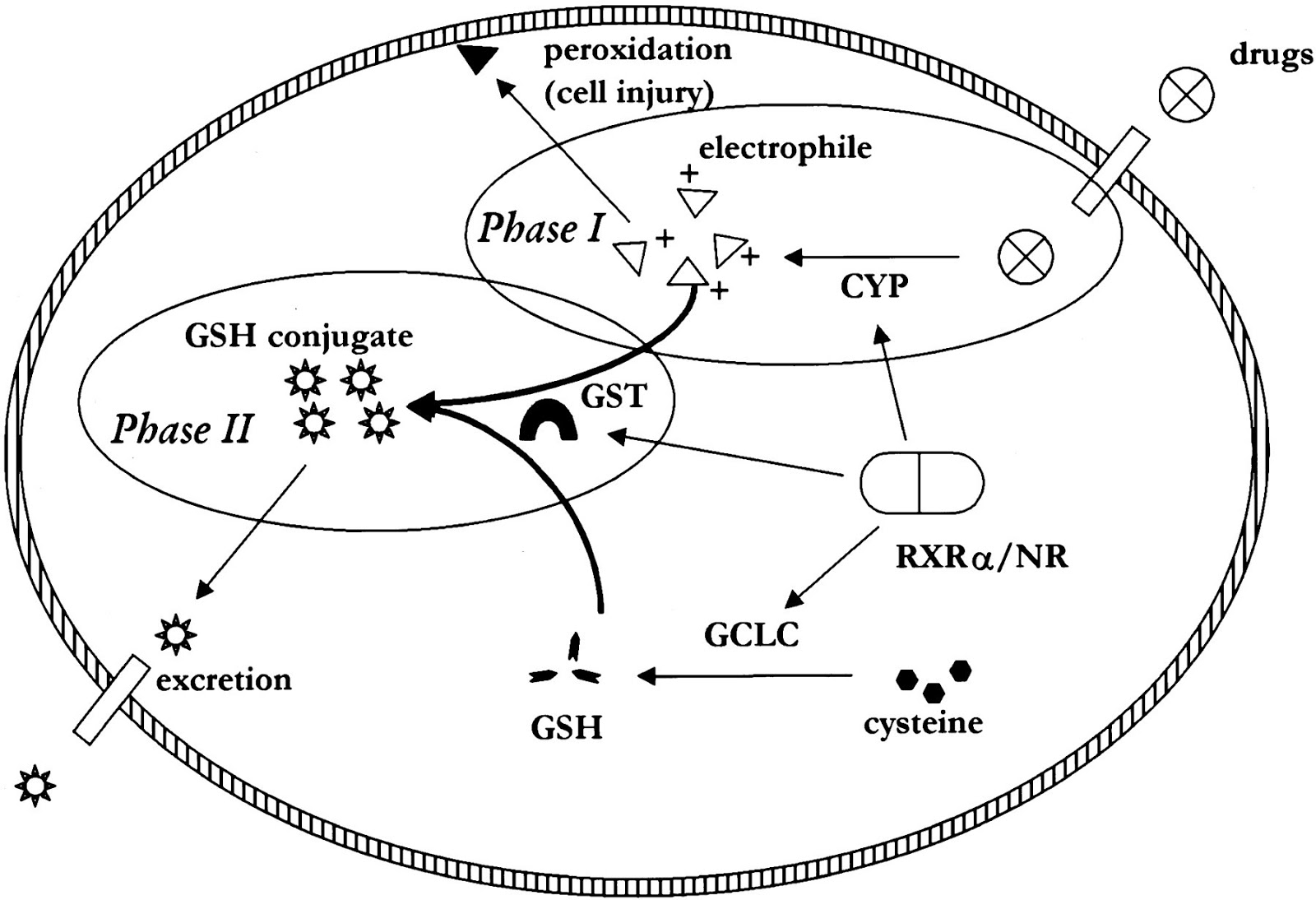 functional detox ingredients part 5 n acetyl l cysteine douglas