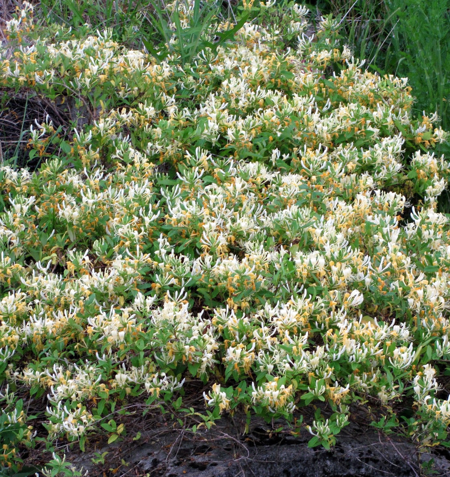 A Bob's Life Honeysuckle Smells Sweet