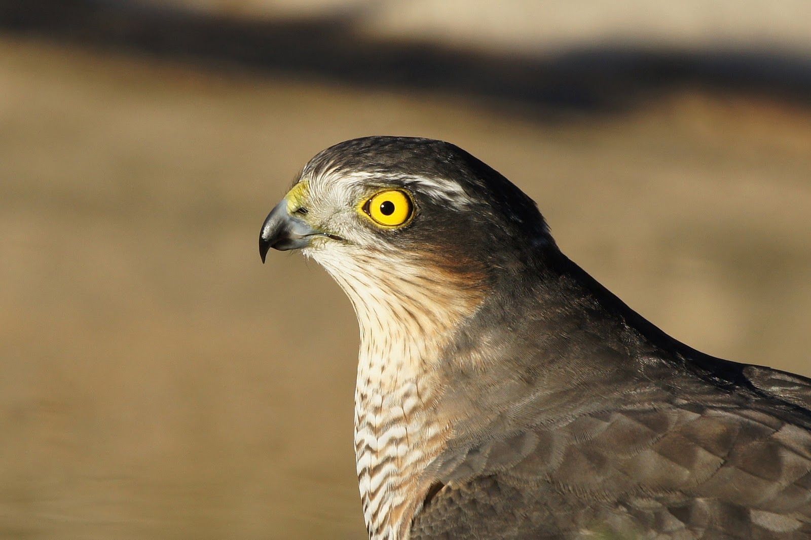Pasión por las aves Gavilán común.(Accipiter nisus)
