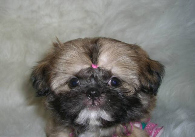 Fotos de filhotes de shih tzu marron
