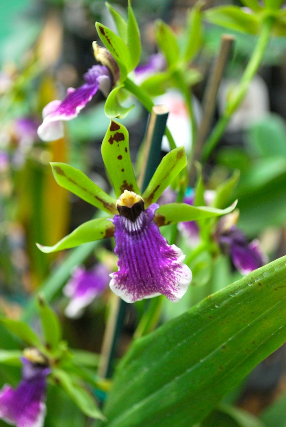 Aloha Joe in Hawaii Big Island Orchid Photos by Aloha Joe