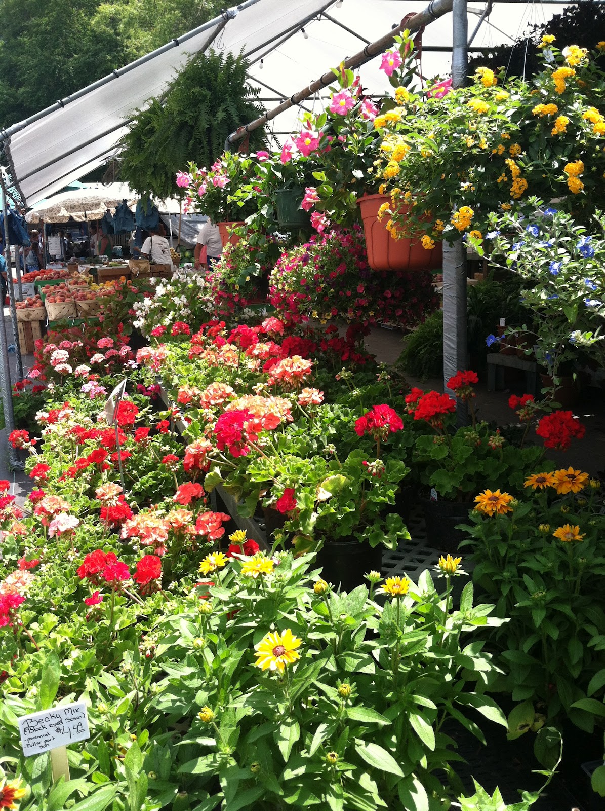 Kings Drive Farmers Market Carolina Charm