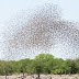 Birds, grasshoppers destroy farm produce in Sokoto villages