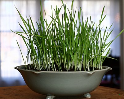 Lenten Grass, an old Finnish tradition ♥ KitchenParade.com, helping children mark the season of Lent.