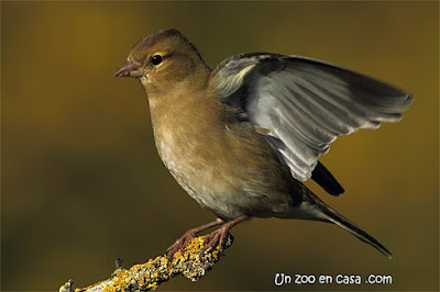 Pinzón vulgar - Fringilla coelebs