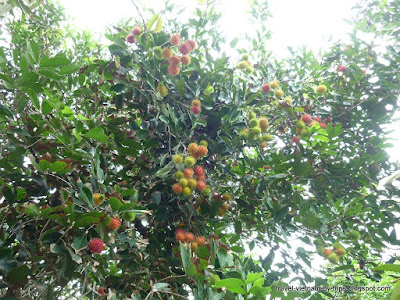 My Tho Rambutan orchard