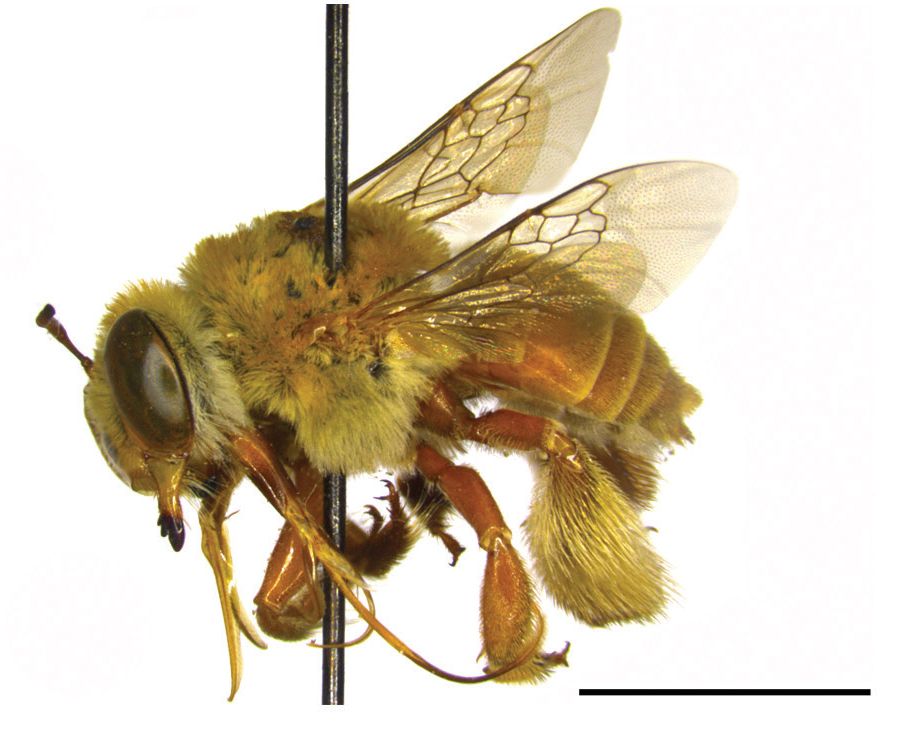 Sciency Thoughts A new species of Oil Bee from northeast Brazil.
