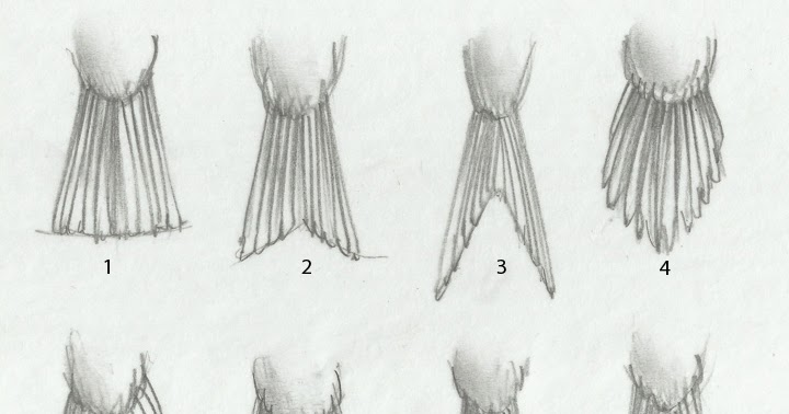 Sandy Scott Art: #419 In the studio: Bird anatomy, con't