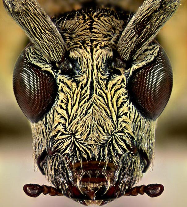 Looking-at-the-World-through-a-Microscope-beetle