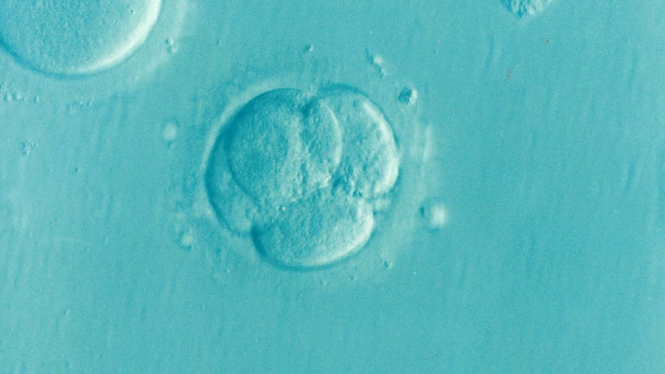 Scientists In Japan Could Create The First Human-Animal Hybrid Embryos Scientists In Japan Could Create The First Human-Animal Hybrid Embryos