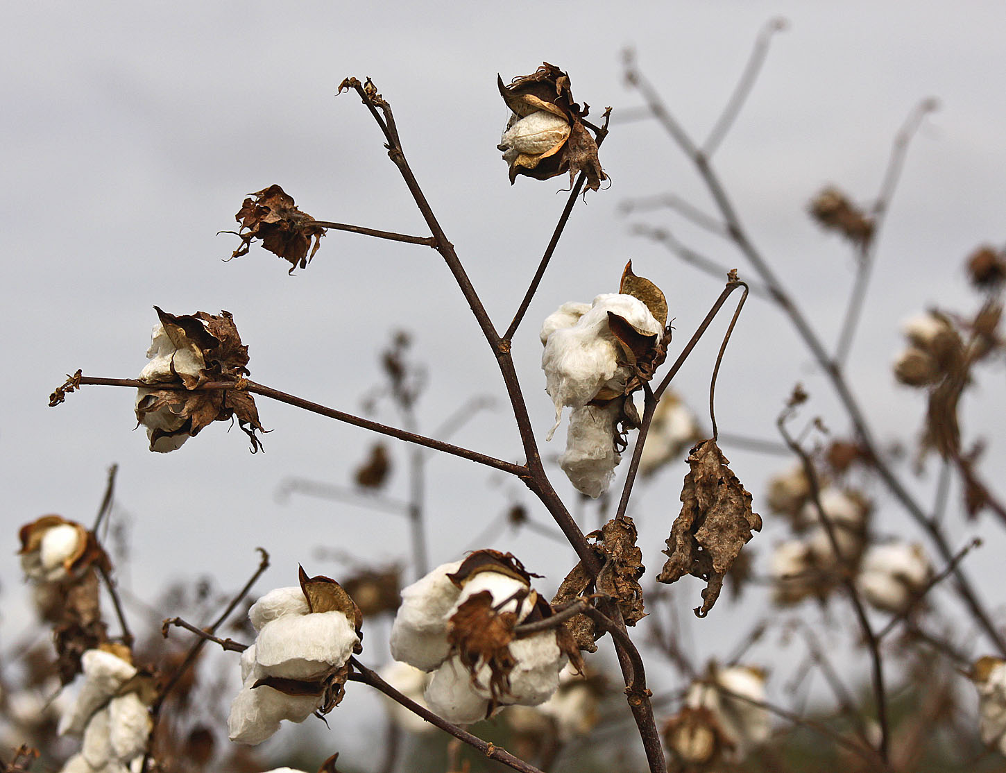 Southern Lagniappe A Cotton Patch Adventure
