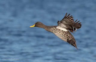 Yellow-billed duck: Canon EOS 7D Mark II / EF 400mm f/5.6L USM Lens