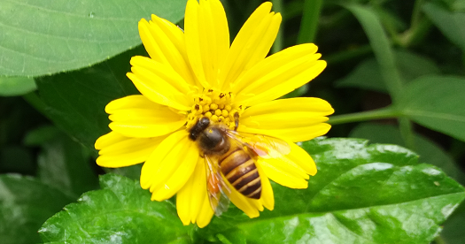 Nama-Nama Isteri-Isteri Rasulullah - NAMA BAYI ISLAMI