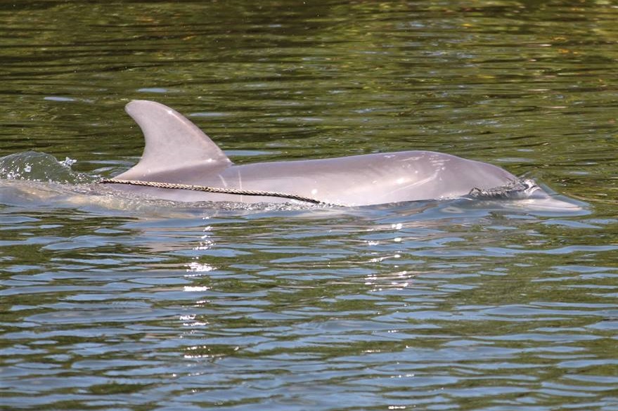 Help Find A Dolphin Swimming With Rope Entanglement