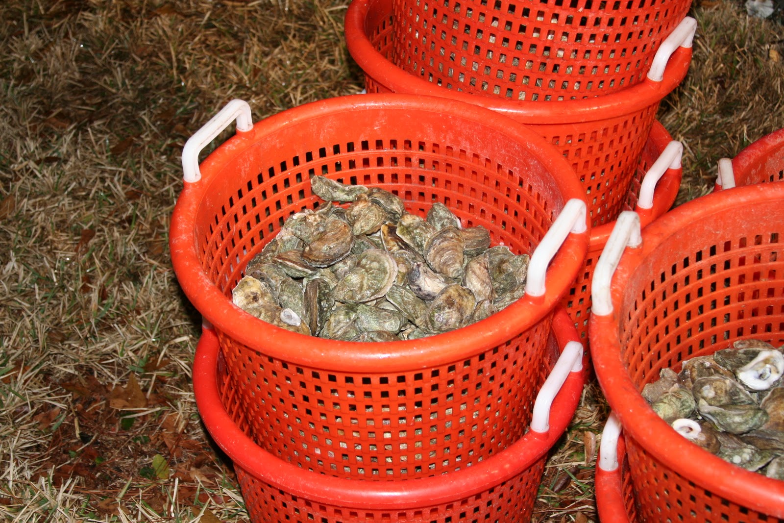 Snapper II Oyster Roast.