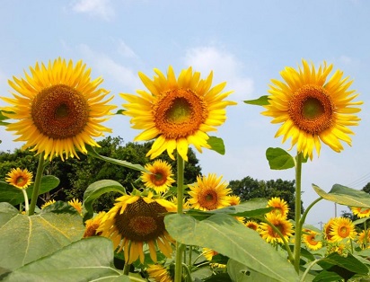 4 Macam Tanaman Pembawa Rejeki Menurut Feng Shui - Tanaman Hias