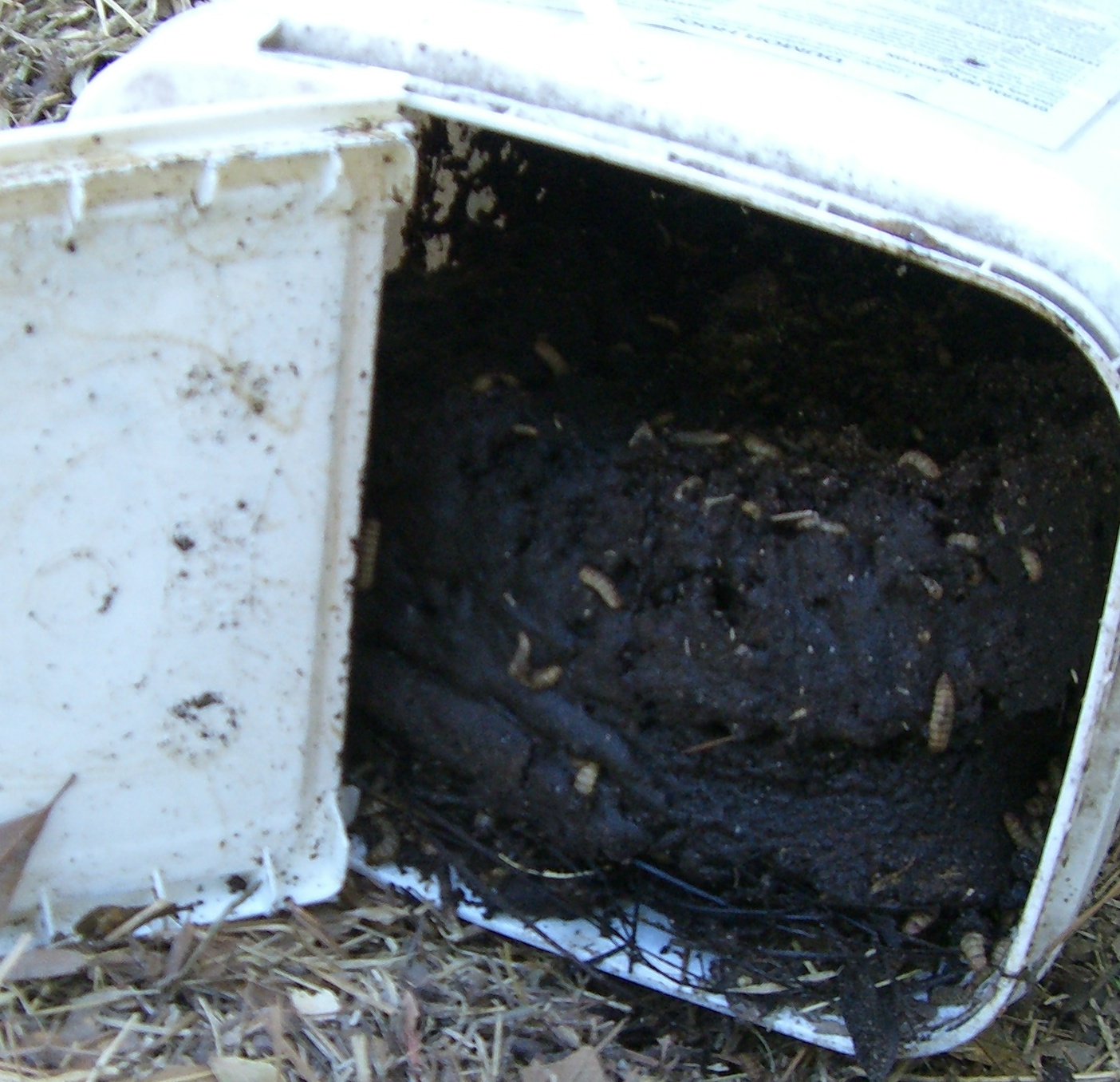 Chicken Lytle's Blog Stinky Compost Surprise