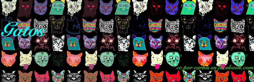 gatos: Gatos esfinge