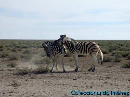 Etosha Animales Namibia Safari Cebras