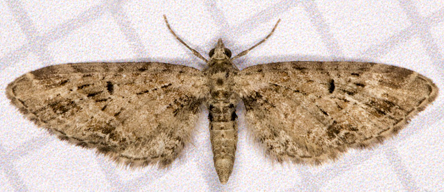 Mottled Pug, Eupithecia exiguata. Hayes, 28 May 2012. Mottled Pug, Eupithecia exiguata. Hayes, 28 May 2012.