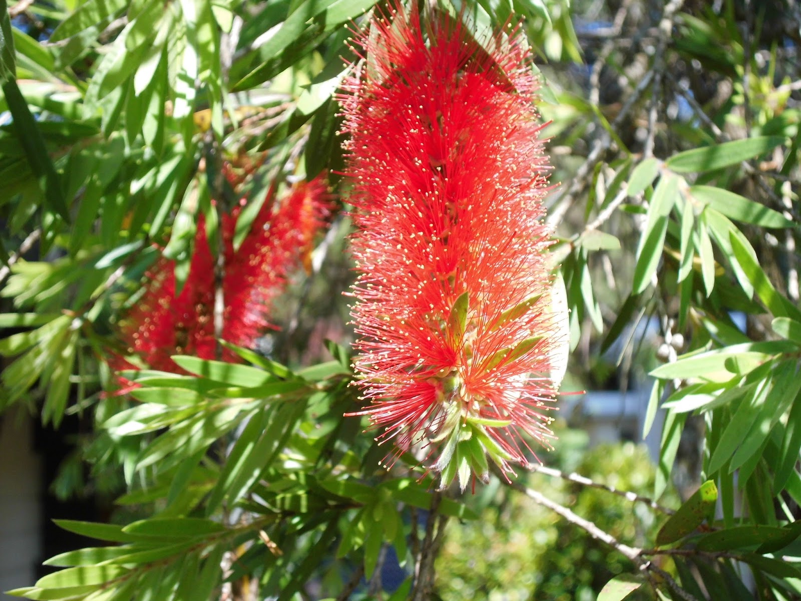 Exotic Plants in Indonesia : Kayu Putih Bunga Merah ...