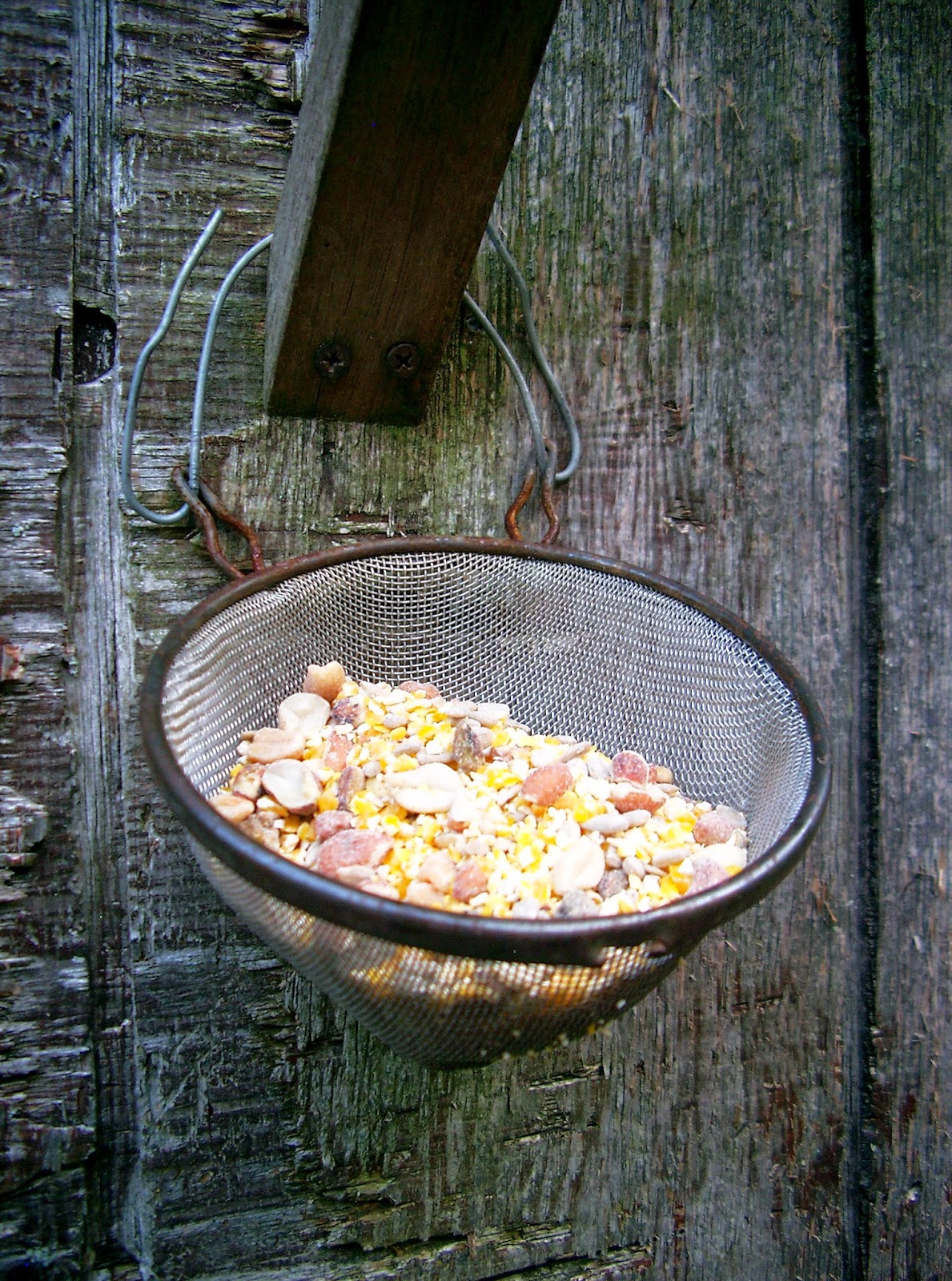 strainer feeder ©linda nelson 2014