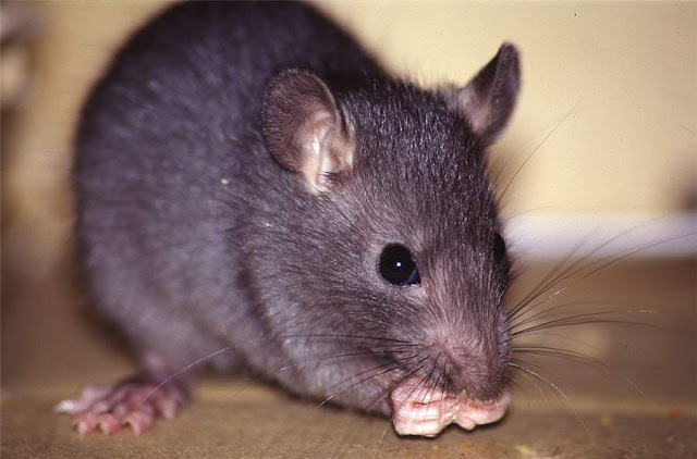 Rattus rattus Global Bilgiler