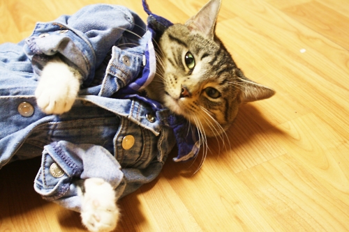 bad boy cat funny cat pictures